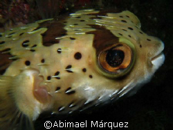 Balloomfish, North Pacific, Costa Rica by Abimael Márquez 